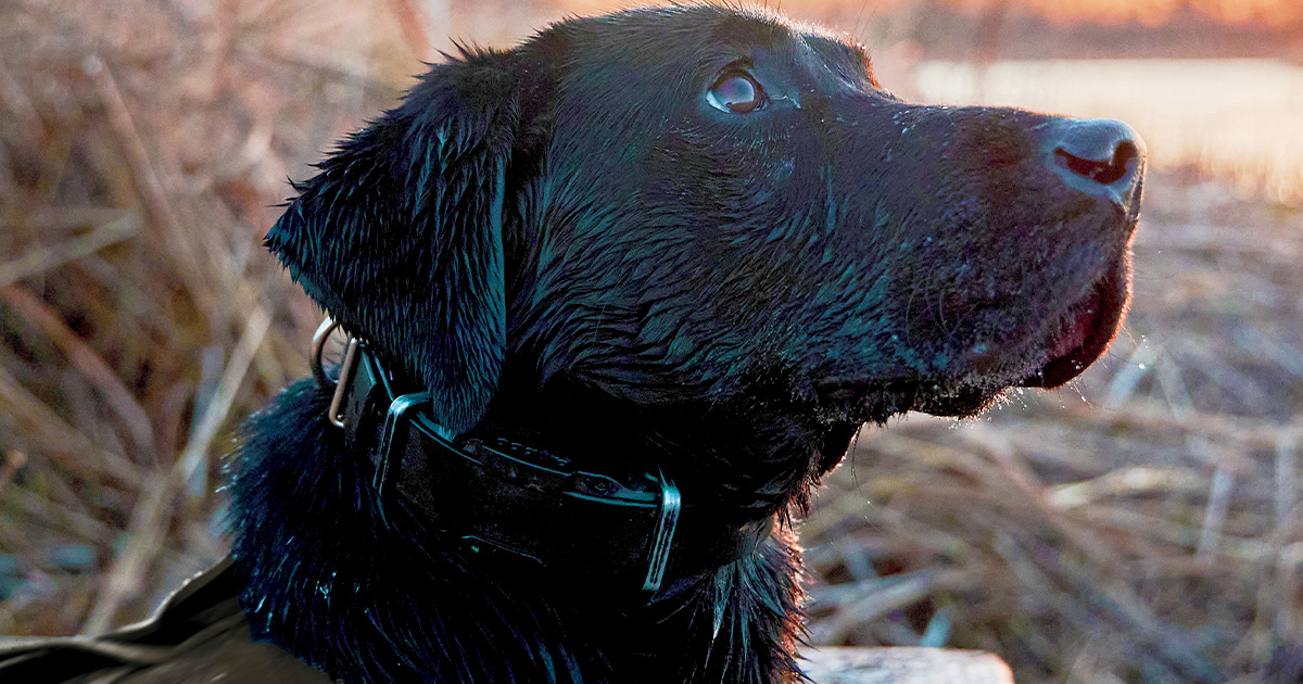 Mike lardy kennels clearance